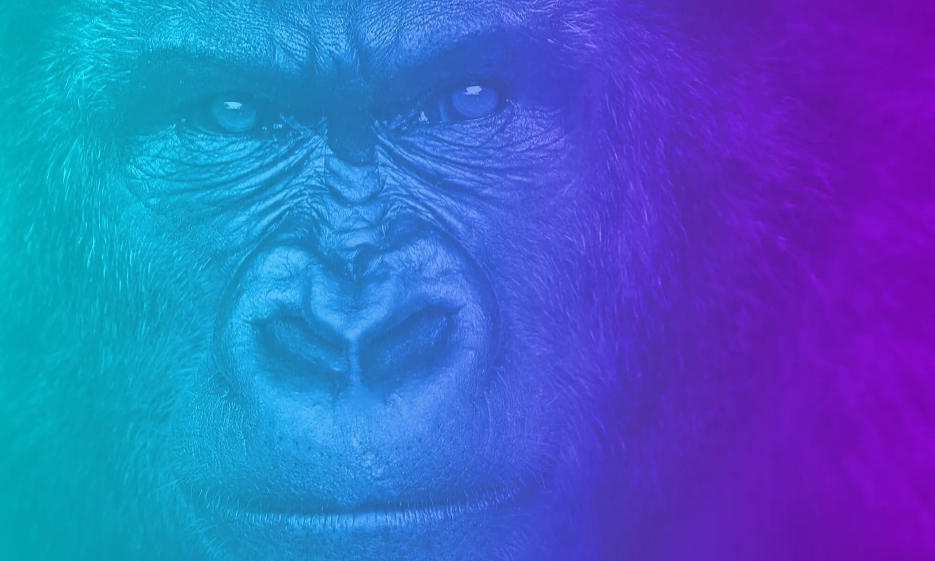 Close-up of a gorilla in cyan and violet light
